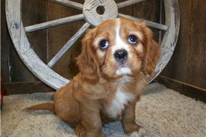 Keanu - puppy for sale