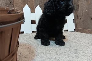 Shannon - Cavapoo for sale