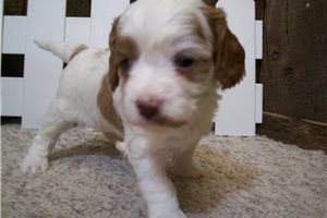 Eric - puppy for sale