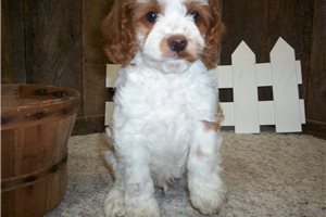 Eddie - Cavapoo for sale
