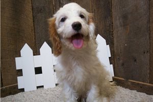 Jack - puppy for sale