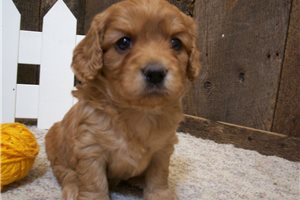 Mary - Cavapoo for sale