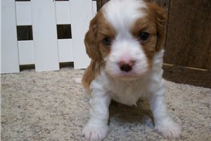 Meeko - Cavapoo for sale