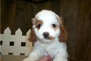 Eric - Cavapoo for sale