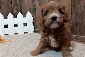 Harry - puppy for sale