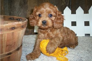 Elena - Cavapoo for sale