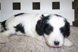 Marsha - puppy for sale