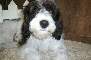 James - Cavapoo for sale