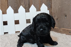 Shannon - Cavapoo for sale