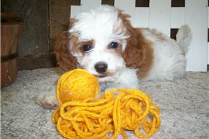 Eric - Cavapoo for sale