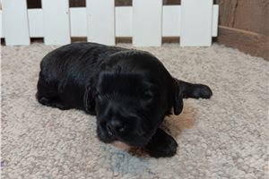 Gertie, a Cavapoo puppy