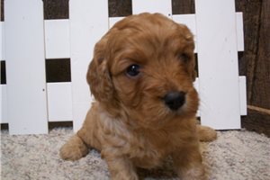 Kirk - Cavapoo for sale