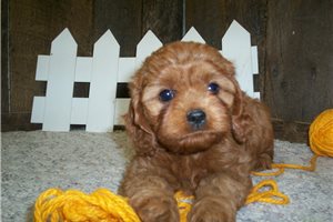 Elizabeth - Cavapoo for sale