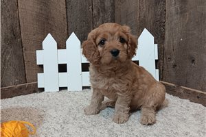 Kirk - Cavapoo for sale