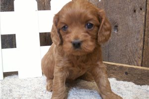 Elena - puppy for sale