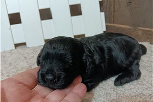 Gracie - puppy for sale