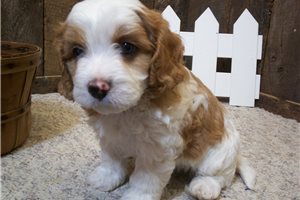 Gabriel - Cavapoo for sale