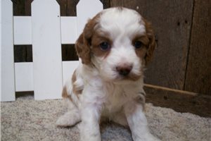 Eddie - puppy for sale