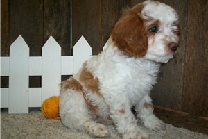 Eddie - Cavapoo for sale