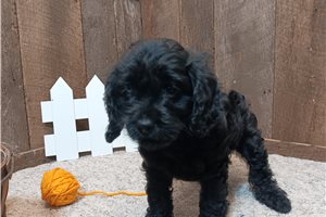 Jewel - Cavapoo for sale