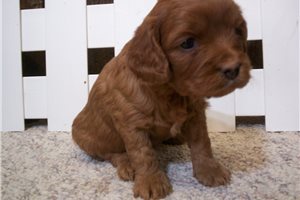 Ester - puppy for sale