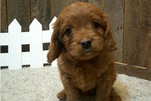 Ester - Cavapoo for sale