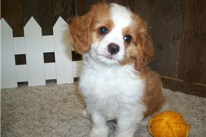 Meeko - puppy for sale