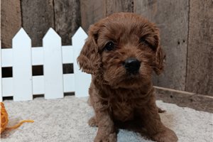 Hope - Cavapoo, placed in Springfield