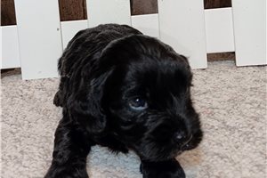 Jewel - puppy for sale