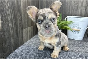 Cara - puppy for sale