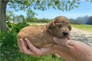 Triton - puppy for sale