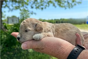 Wizard - Mini Goldendoodle for sale
