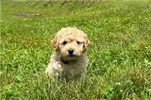 Wizard - Goldendoodle, Mini for sale