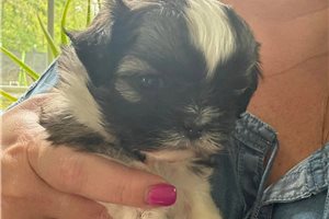 Red girl - Shih Tzu for sale