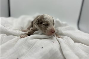 Cookies & Cream - puppy for sale