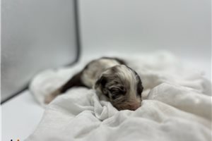 Klondike - puppy for sale