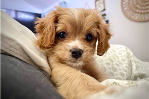 Daisy - Cavapoo for sale