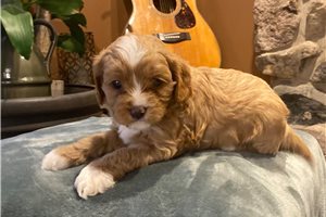 Dylan - Cavapoo for sale
