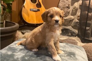 David - Cavapoo for sale