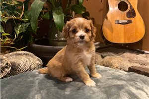 Daisy - Cavapoo for sale