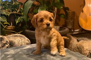 Daniel - Cavapoo for sale
