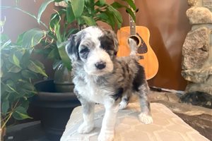 Brenna - Sheepadoodle for sale