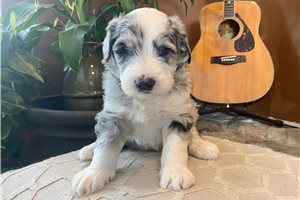 Blaire - Sheepadoodle for sale