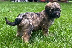 Mila - Whoodle for sale