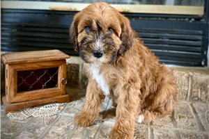 Natalia - puppy for sale