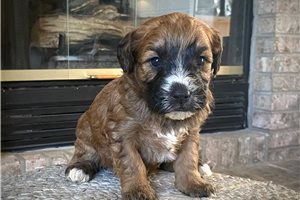 North - puppy for sale