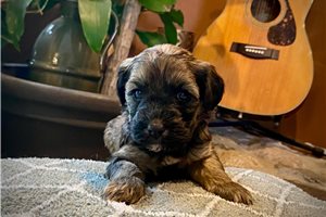 Mila - Whoodle for sale