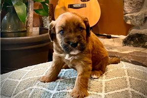 Mateo - Whoodle for sale