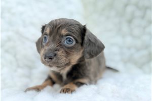 Grace - puppy for sale