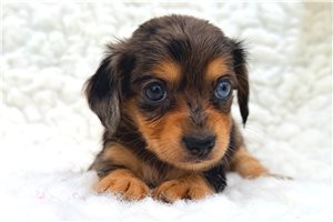 Miracle - Chiweenie for sale